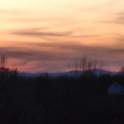 Silhouette of trees at sunset