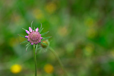 Close-up of flower blooming outdoors