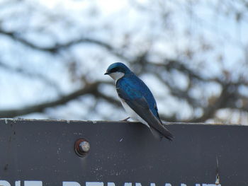 Close-up of bird perching on branch