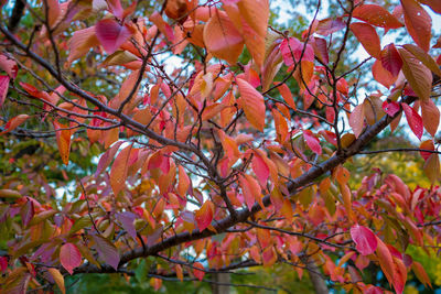 Low angle view of autumnal tree