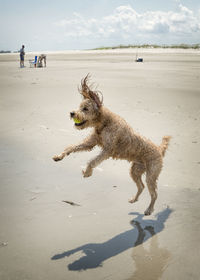 View of golden doodle air bound catching tennis ball in mouth on the beach