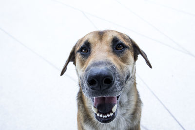 Close-up portrait of a dog