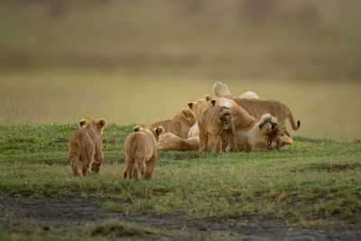 Two cubs approach lioness nursing three others