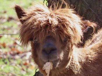 Closeup of a llama at the zoo