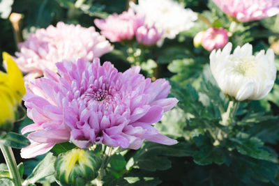 Close-up of pink flowering plant