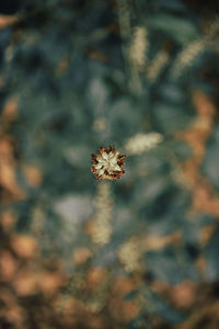 Close-up of purple flowering plant