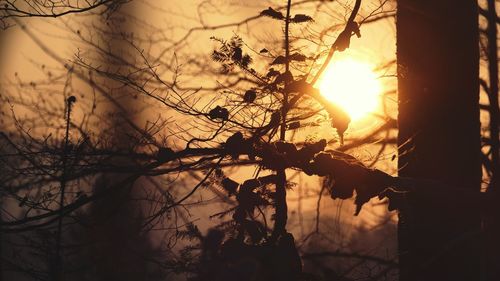 Silhouetted branches against sunset sky