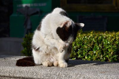 Close-up of a cat looking away