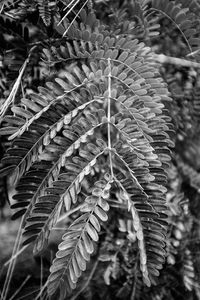 Close-up of leaves against blurred background