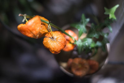 High angle view of potted winter cherries