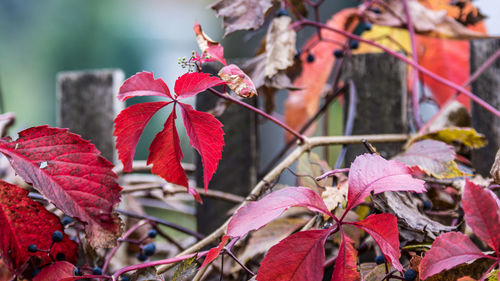 Close-up of red flowering plant leaves