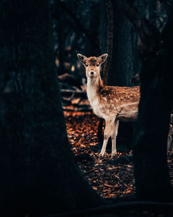 Forest friend