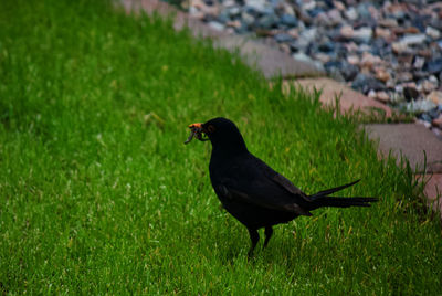 Black bird on grass