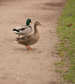 Ducks on grass