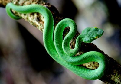 High angle view of snake on branch