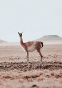 animal