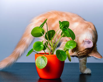 Close-up of potted plant on table