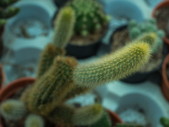 Close-up of succulent plant