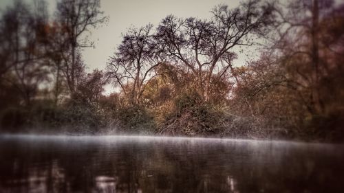 Reflection of trees in water