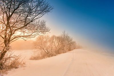 Bare trees on snow covered land against sky during sunset