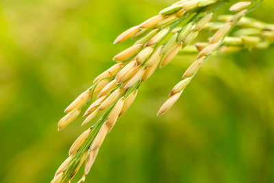 Close-up of fresh green plant