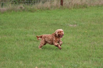 Dog running on grassy field