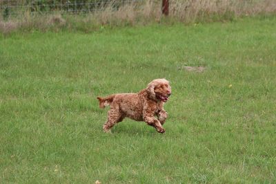 Dog running on grassy field