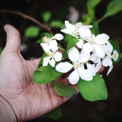 Close-up of cropped flower