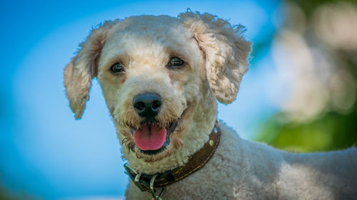 Close-up portrait of dog with blue eyes