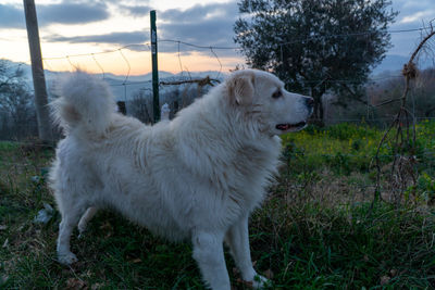 White dog standing on field