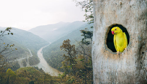 Picture of a fophat bird in a nest with a forest backdrop