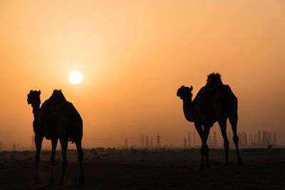 Silhouette horse on beach against sky during sunset