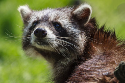 Close-up of raccoon