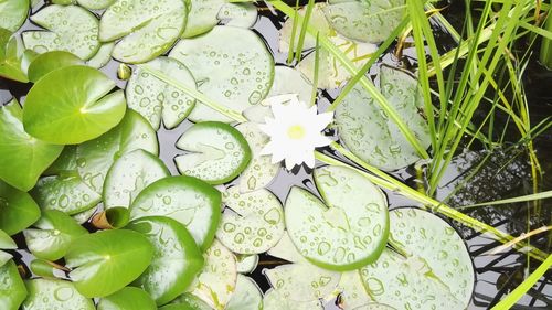 High angle view of plants in water