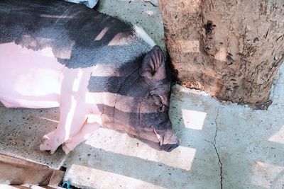 High angle view of a horse