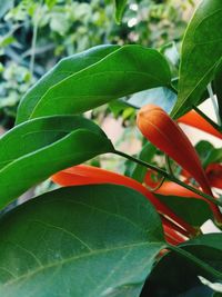 Close-up of fresh green leaves