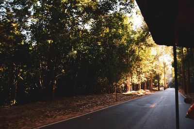 Empty road along trees and plants in city