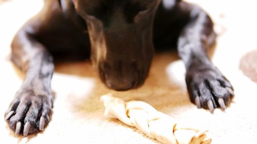 Close-up of dog at home