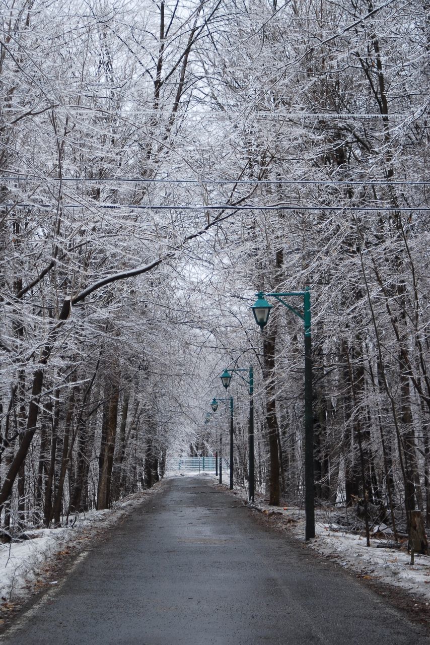 tree, the way forward, direction, plant, bare tree, road, winter, cold temperature, diminishing perspective, snow, nature, branch, transportation, no people, day, tranquility, outdoors, treelined, vanishing point, snowing, long