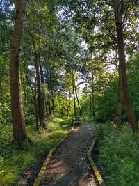 Road amidst trees in forest