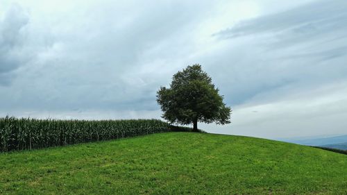 Tree on field against sky