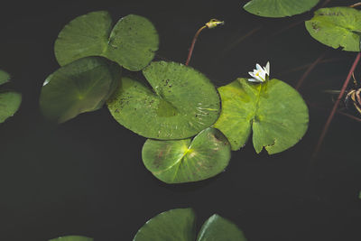 High angle view of leaves floating on water at night