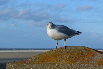 Close-up of seagull perching on a sea against sky