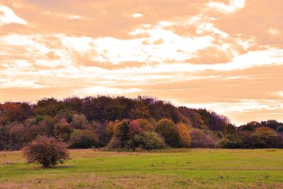 Trees on field against sky during sunset