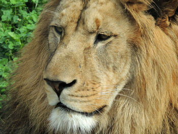 Close-up portrait of lion