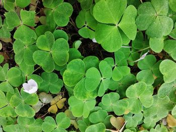 High angle view of leaves on field