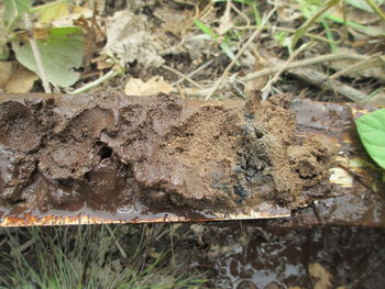 High angle view of mushroom on field