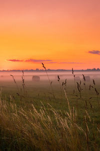 Golden serenity. summer morning bliss in the hay meadow in northern europe