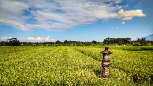 Scenic view of agricultural field against sky