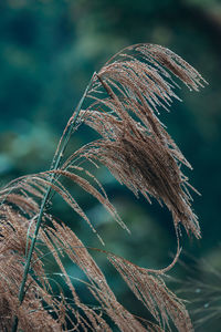 Close-up of dry plant on field